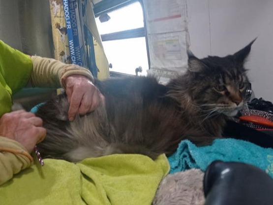 toilettage Maine Coon chicbus malville